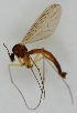  ( - MZH_HP.1713)  @11 [ ] CreativeCommons - Attribution Non-Commercial No Derivatives (2013) Hanna Koivula Finnish Museum of Natural History