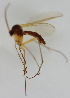  ( - MZH_HP.1717)  @11 [ ] CreativeCommons - Attribution Non-Commercial No Derivatives (2013) Hanna Koivula Finnish Museum of Natural History