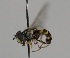  ( - MZH_HP.2218)  @12 [ ] CreativeCommons - Attribution Non-Commercial No Derivatives (2014) Hanna Koivula Finnish Museum of Natural History