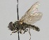  ( - MZH_HP.2230)  @13 [ ] CreativeCommons - Attribution Non-Commercial No Derivatives (2014) Hanna Koivula Finnish Museum of Natural History