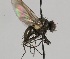  ( - MZH_HP.2234)  @12 [ ] CreativeCommons - Attribution Non-Commercial No Derivatives (2014) Hanna Koivula Finnish Museum of Natural History