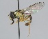  ( - MZH_HP.2273)  @12 [ ] CreativeCommons - Attribution Non-Commercial No Derivatives (2014) Hanna Koivula Finnish Museum of Natural History