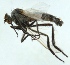  (Empis nigripes - MZH_HP.795)  @13 [ ] CreativeCommons - Attribution Non-Commercial (2012) Marko Mutanen University of Oulu
