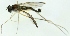  (Sciapus platypterus - MZH_HP.908)  @13 [ ] CreativeCommons - Attribution Non-Commercial (2012) Marko Mutanen University of Oulu