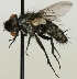  (Metopia staegerii - jka-05-01735)  @14 [ ] CreativeCommons - Attribution Non-Commercial (2012) Marko Mutanen University of Oulu