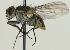 (Limnophora riparia - jka07-05154)  @11 [ ] CreativeCommons - Attribution Non-Commercial (2012) Marko Mutanen University of Oulu