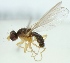  (Anthomyza pleuralis - jka08-00283)  @13 [ ] CreativeCommons - Attribution Non-Commercial (2012) Marko Mutanen University of Oulu