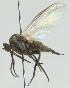  (Empis hyalipennis - jka09-04908)  @12 [ ] CreativeCommons - Attribution Non-Commercial (2012) Marko Mutanen University of Oulu