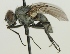  (Limnophora pandellei - jka10-00284)  @15 [ ] CreativeCommons - Attribution Non-Commercial (2012) Marko Mutanen University of Oulu