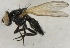  (Priscoearomyia - jka11-00069)  @12 [ ] CreativeCommons - Attribution Non-Commercial (2012) Marko Mutanen University of Oulu