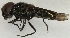  (Chrysogaster solstitialis - jka11-00486)  @14 [ ] CreativeCommons - Attribution Non-Commercial (2012) Marko Mutanen University of Oulu