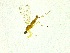 (Chelifera concinnicauda - FinEmp125)  @12 [ ] Copyright (2014) Bergen Museum Bergen Museum