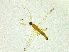  (Chelifera flavella - FinEmp135)  @11 [ ] Copyright (2014) Bergen Museum Bergen Museum