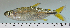  ( - OS19706 BLS14-050)  @11 [ ] CreativeCommons  Attribution Non-Commercial Share-Alike (2014) Brian Sidlauskas Oregon State University