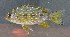  ( - OS19608 BLS-GAB-526)  @11 [ ] CreativeCommons  Attribution Non-Commercial Share-Alike (2014) Brian Sidlauskas Oregon State University