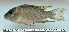  ( - OS19586 BLS14-053)  @11 [ ] CreativeCommons  Attribution Non-Commercial Share-Alike (2014) Brian Sidlauskas Oregon State University