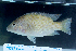 ( - OS22145 GAB17-0428)  @11 [ ] CreativeCommons  Attribution Non-Commercial Share-Alike (2017) Joe Cutler Oregon State University
