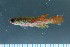  ( - OS22445 GAB17-0456)  @11 [ ] CreativeCommons  Attribution Non-Commercial Share-Alike (2017) Joe Cutler Oregon State University