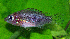  ( - OS19589 BLS-GAB-505)  @11 [ ] CreativeCommons  Attribution Non-Commercial Share-Alike (2014) Brian Sidlauskas Oregon State University