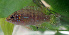  (Hemichromis stellifer - OS19588 BLS-GAB-504)  @11 [ ] CreativeCommons  Attribution Non-Commercial Share-Alike (2014) Brian Sidlauskas Oregon State University