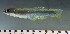  ( - OS20237 GAB17-0640)  @11 [ ] CreativeCommons  Attribution Non-Commercial Share-Alike (2017) Brian Sidlauskas Oregon State University