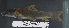  ( - OS20456 GAB17-0872)  @11 [ ] CreativeCommons  Attribution Non-Commercial Share-Alike (2017) Brian Sidlauskas Oregon State University