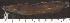  (Clarias angolensis - OS20748 GAB17-1749)  @11 [ ] CreativeCommons  Attribution Non-Commercial Share-Alike (2019) Oregon State University Oregon State University