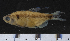 ( - OS20804 GAB17-0054)  @11 [ ] CreativeCommons  Attribution Non-Commercial Share-Alike (2017) Oregon State University Oregon State University
