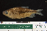  ( - OS21080 GAB17-0038)  @11 [ ] CreativeCommons  Attribution Non-Commercial Share-Alike (2017) Oregon State University Oregon State University