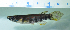 ( - OS21624 GAB17-0063)  @11 [ ] CreativeCommons  Attribution Non-Commercial Share-Alike (2017) Brian Sidlauskas Oregon State University