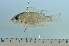  ( - OS21781 GAB17-0077)  @11 [ ] CreativeCommons  Attribution Non-Commercial Share-Alike (2017) Brian Sidlauskas Oregon State University