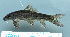  ( - OS21895 GAB17-0408)  @11 [ ] CreativeCommons  Attribution Non-Commercial Share-Alike (2017) Brian Sidlauskas Oregon State University