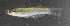  (Plataplochilus chalcopyrus - OS21969 GAB17-1993)  @11 [ ] CreativeCommons  Attribution Non-Commercial Share-Alike (2017) Joe Cutler Oregon State University