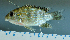  ( - OS22131 GAB17-0033)  @11 [ ] CreativeCommons  Attribution Non-Commercial Share-Alike (2017) Brian Sidlauskas Oregon State University