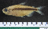  (Nannopetersius - OS22217 GAB17-1724)  @11 [ ] CreativeCommons  Attribution Non-Commercial Share-Alike (2017) Oregon State University Oregon State University