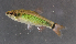  ( - OS22327 GAB17-1769)  @11 [ ] CreativeCommons  Attribution Non-Commercial Share-Alike (2017) Joe Cutler Oregon State University