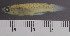  ( - OS22339 GAB17-0018)  @11 [ ] CreativeCommons  Attribution Non-Commercial Share-Alike (2019) Oregon State University Oregon State University