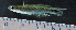  ( - OS22351 GAB17-0135)  @11 [ ] CreativeCommons  Attribution Non-Commercial Share-Alike (2017) Brian Sidlauskas Oregon State University