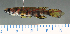  ( - OS22352 GAB17-0130)  @11 [ ] CreativeCommons  Attribution Non-Commercial Share-Alike (2017) Brian Sidlauskas Oregon State University