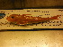  ( - CHO003)  @11 [ ] Unspecified (default): All Rights Reserved  Unspecified Unspecified