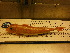  ( - CHO004)  @11 [ ] Unspecified (default): All Rights Reserved  Unspecified Unspecified