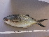  ( - TRO006)  @11 [ ] Unspecified (default): All Rights Reserved  Unspecified Unspecified