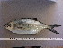  ( - TRO007)  @11 [ ] Unspecified (default): All Rights Reserved  Unspecified Unspecified