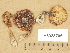  (Laccaria maritima - H6028705)  @11 [ ] Copyright (2012) Diana Weckman Botanical Museum, Finnish Museum of Natural History, University of Helsinki