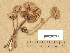  (Laccaria laccata var. moelleri - H6029233)  @11 [ ] Copyright (2012) Diana Weckman Botanical Museum, Finnish Museum of Natural History, University of Helsinki