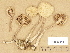  ( - H6029244)  @11 [ ] Copyright (2012) Diana Weckman Botanical Museum, Finnish Museum of Natural History, University of Helsinki