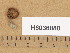  (Laccaria proximella - H6036880)  @11 [ ] Copyright (2013) Diana Weckman Botanical Museum, Finnish Museum of Natural History, University of Helsinki