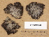  (Lasallia pustulata - H9203550)  @11 [ ] Copyright (2012) Diana Weckman Botanical Museum, Finnish Museum of Natural History, University of Helsinki