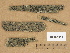  ( - H9203553)  @11 [ ] Copyright (2012) Diana Weckman Botanical Museum, Finnish Museum of Natural History, University of Helsinki