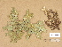  ( - H9203555)  @11 [ ] Copyright (2012) Diana Weckman Botanical Museum, Finnish Museum of Natural History, University of Helsinki